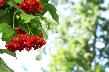 Olgun viburum meyveleri ağaçta