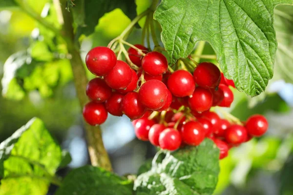 Ripe Viburnum Berries Tree Closeup — Stock Photo, Image