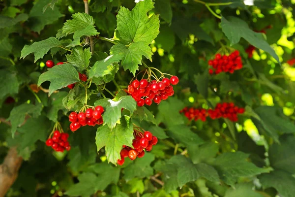 Érett Viburnum Bogyók Fán — Stock Fotó