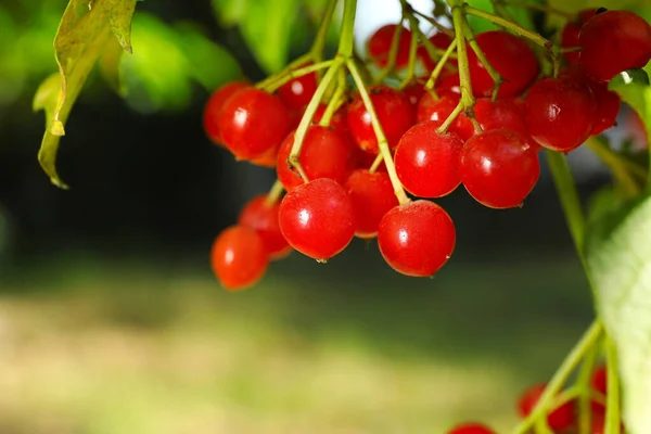 Zralé Vibrační Bobule Stromě Detailní Záběr — Stock fotografie