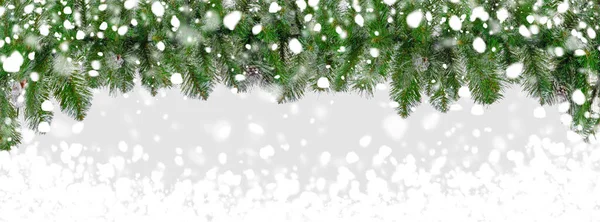 Beautiful Christmas Tree Branches Snow White Background — Stock Photo, Image