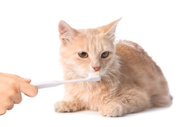 Sahibi beyaz arka planda kedi dişlerini fırçalıyor