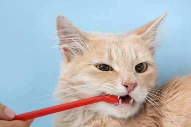 Sahibi renk arkaplanında kedi dişlerini fırçalıyor