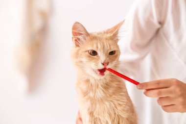 Klinikte kedi dişlerini fırçalayan veteriner.