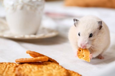Yatakta tepsiden kurabiye yiyen sevimli bir hamster.