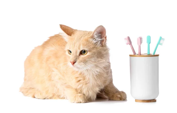 Cute Cat Tooth Brushes White Background — Stock Photo, Image