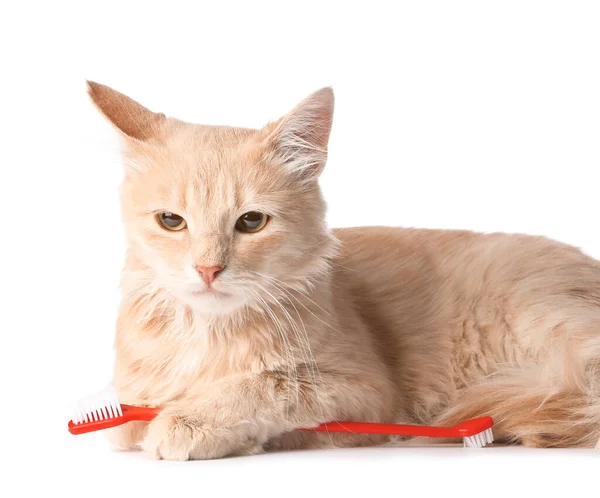 Gato Bonito Com Escova Dentes Fundo Branco — Fotografia de Stock
