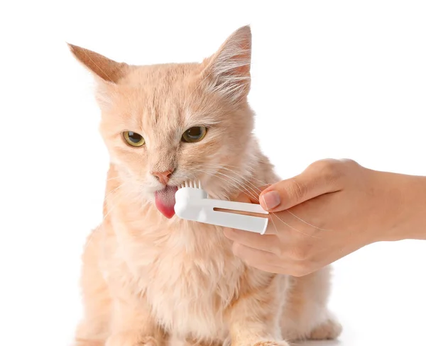 Owner Brushing Cat Teeth White Background — Stock Photo, Image
