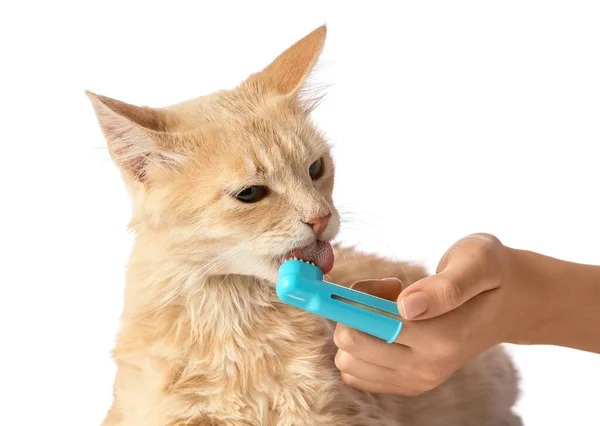 Owner Brushing Cat Teeth White Background — Stock Photo, Image