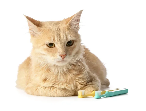 Gato Bonito Com Escovas Dentes Fundo Branco — Fotografia de Stock