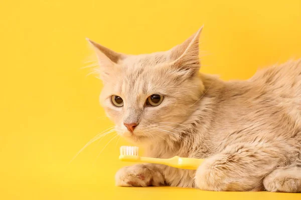 Cute Cat Tooth Brush Color Background — Stock Photo, Image