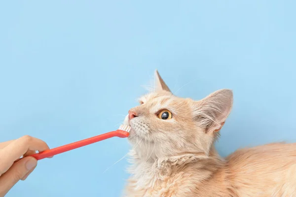 Owner Brushing Cat Teeth Color Background — Stock Photo, Image