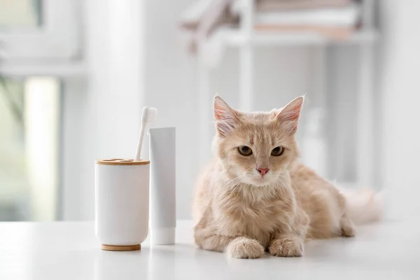Evde Diş Fırçası Macunu Olan Sevimli Bir Kedi — Stok fotoğraf