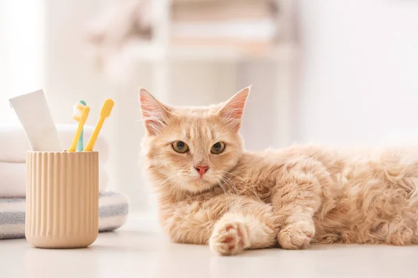 Leuke Kat Met Tandenborstels Plak Thuis — Stockfoto