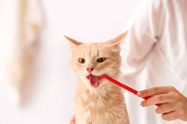 Veterinário Escovar Dentes Gato Clínica — Fotografia de Stock