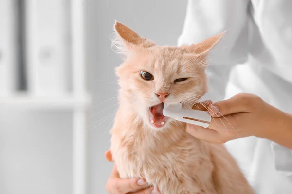 Veterinarian Brushing Cat Teeth Clinic — Stock Photo, Image