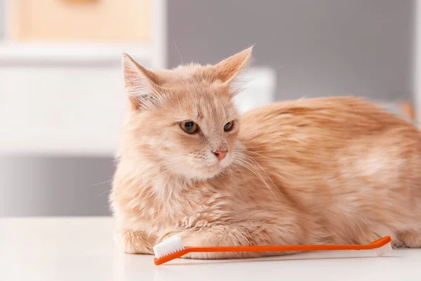 Lindo Gato Con Cepillo Dientes Clínica Veterinaria — Foto de Stock