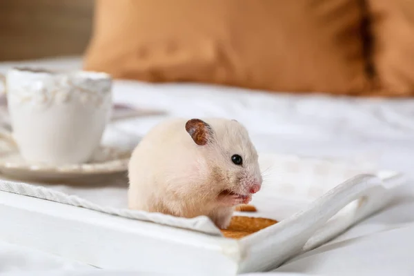 Cute Funny Hamster Eating Cookies Tray Bed — Stock Photo, Image