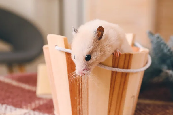 Söt Rolig Hamster Hemma Julafton — Stockfoto