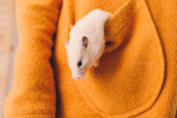 Owner Cute Funny Hamster Pocket Closeup — Stock Photo, Image