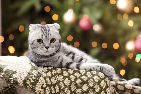 かわいいです面白い猫ホームオンクリスマスEve — ストック写真