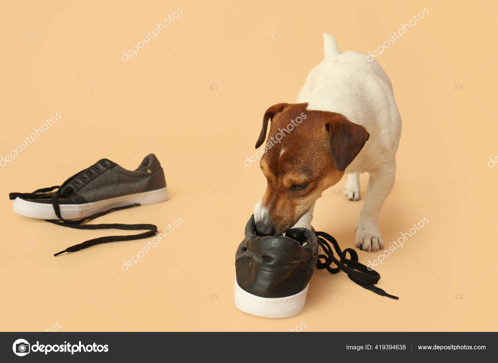 Funny Naughty Dog Playing Shoes Color Background Stock Photo by