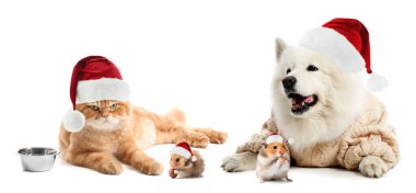 Beyaz arka planda Noel Baba şapkalı sevimli hayvanlar.
