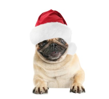 Beyaz arka planda Noel Baba şapkalı sevimli köpek.