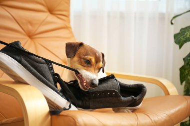 Komik yaramaz köpek evde ayakkabılarla oynuyor.