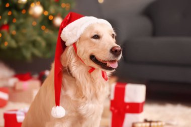 Noel arifesinde evde Noel Baba şapkalı sevimli bir köpek.