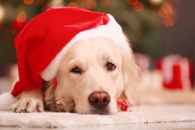 Noel arifesinde evde Noel Baba şapkalı sevimli bir köpek.