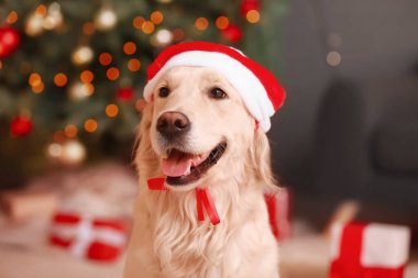 Noel arifesinde evde Noel Baba şapkalı sevimli bir köpek.