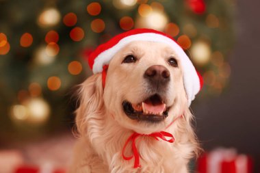 Noel arifesinde evde Noel Baba şapkalı sevimli bir köpek.
