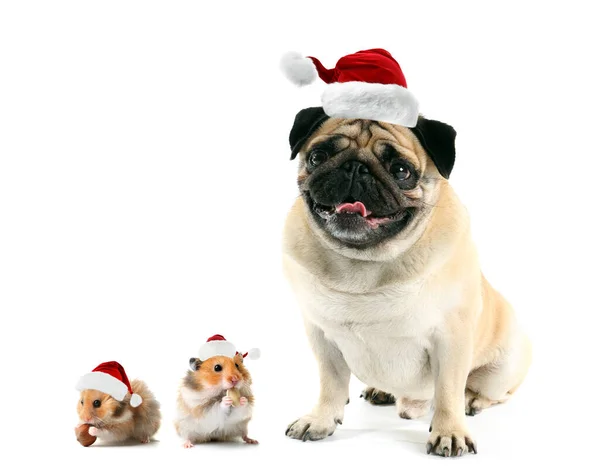 Cão Bonito Pug Hamsters Chapéus Santa Fundo Branco — Fotografia de Stock