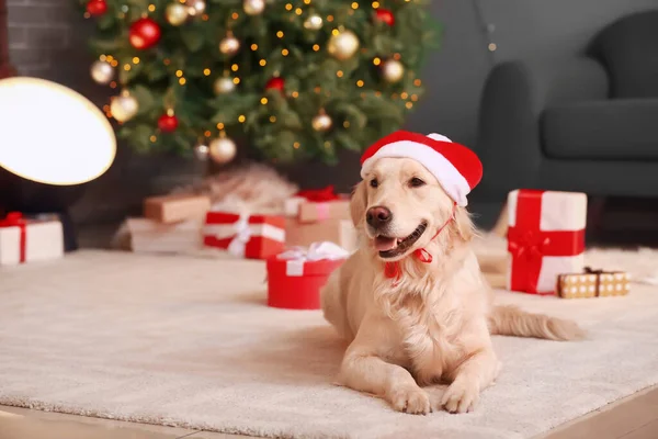 Netter Lustiger Hund Mit Weihnachtsmütze Hause Heiligabend — Stockfoto