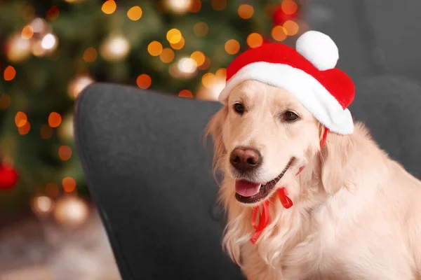 Кумедний Пес Санта Капелюсі Ввечері Різдво — стокове фото