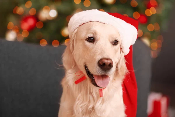 Carino Divertente Cane Babbo Natale Cappello Casa Vigilia Natale — Foto Stock