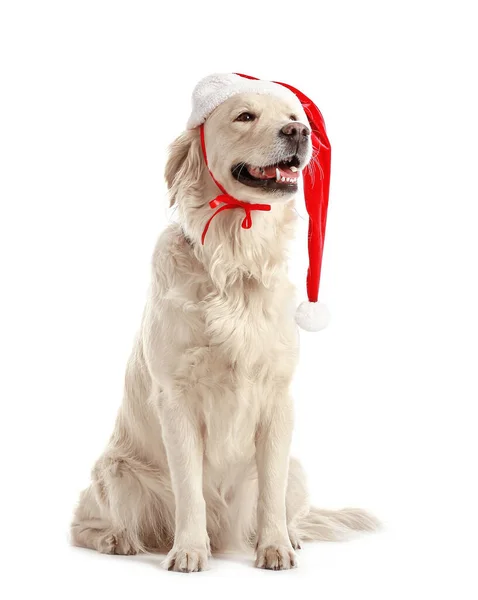 Cão Engraçado Bonito Chapéu Santa Fundo Branco — Fotografia de Stock