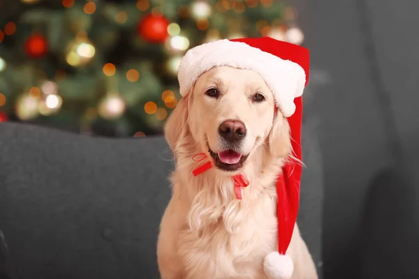 Söt Rolig Hund Santa Hatt Hemma Julafton — Stockfoto