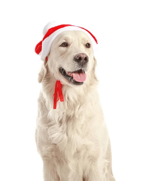 Leuke Grappige Hond Santa Hoed Witte Achtergrond — Stockfoto