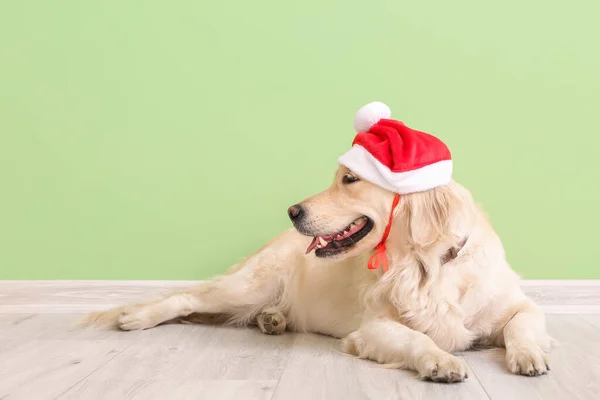 Netter Lustiger Hund Mit Weihnachtsmütze Der Nähe Der Farbwand — Stockfoto