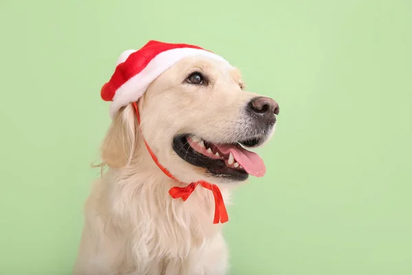 Cute Funny Dog Santa Hat Color Background — Stock Photo, Image
