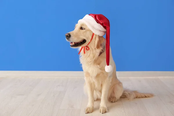 Cute Zabawny Pies Santa Kapelusz Pobliżu Ściany Kolor — Zdjęcie stockowe