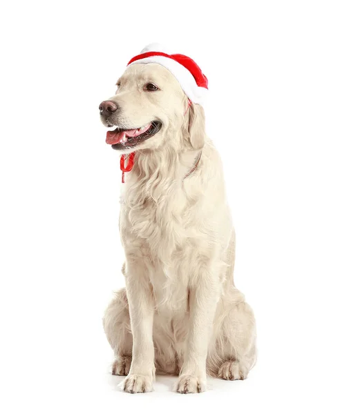 Cão Engraçado Bonito Chapéu Santa Fundo Branco — Fotografia de Stock