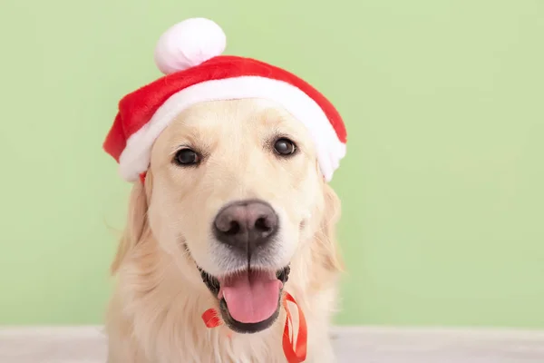 Симпатичный Смешной Пёс Шляпе Санты Цветном Фоне — стоковое фото