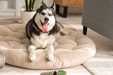 Yaramaz Husky köpeği evcil hayvan yatağında uzanıyor ve oturma odasında saksıyı düşürüyor.