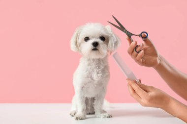 Makas ve tarak kullanan kadın kuaför pembe arka planda sevimli Malta köpeğine bakıyor.