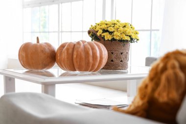 Oturma odasındaki masada balkabağı olan kasımpatı çiçekleri