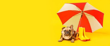 Sarı arka planda yağmurluk, şemsiye ve çizme giymiş şirin bir bulldog.