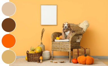 Tatlı Beagle köpeği, Şükran Günü 'nde turuncu duvarın yanında elinde balkabağıyla koltukta oturuyor.